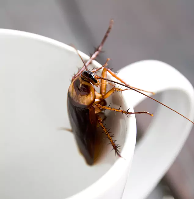 Why Tucker, GA Residents Trust Tucker Pest Control Pro for Cockroach Fumigation?