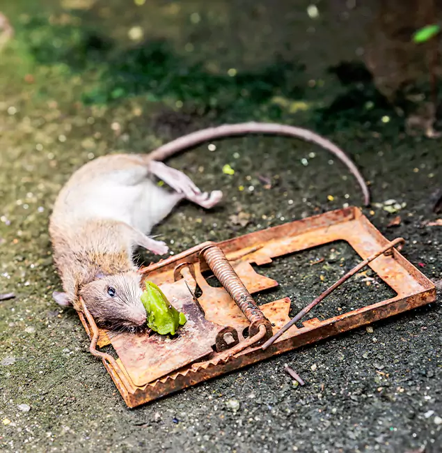 Why Tucker, GA Homeowners Trust Tucker Pest Control Pro for Rodent Removal?