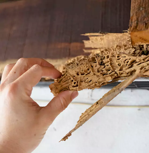 Why Choose Tucker Pest Control Pro in Tucker, GA?