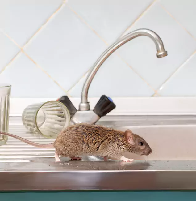 Why Tucker, GA Trusts Tucker Pest Control Pro for Humane Rodent Control?