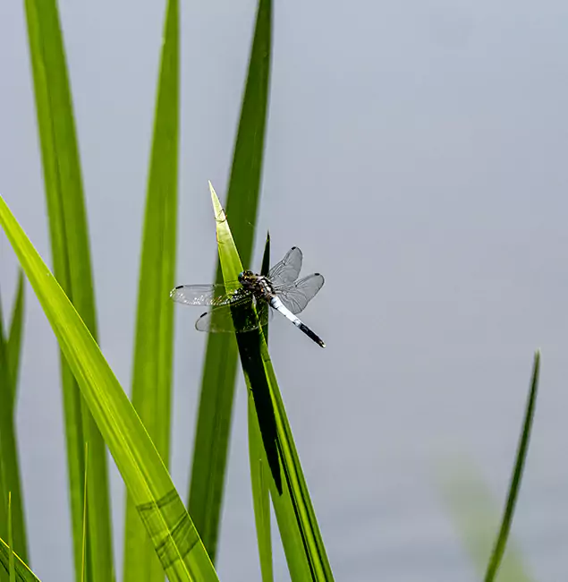 Why Tucker Families Trust Tucker Pest Control Pro for Mosquito Prevention?
