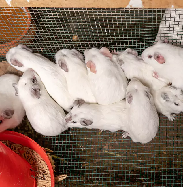 Why Tucker Pest Control Pro Is the Trusted Choice in Tucker, GA?