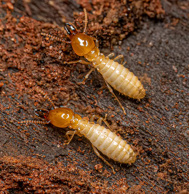 Why Choose Tucker Pest Control Pro for Termite Treatment Without Tenting in Tucker, GA?