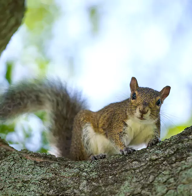 Why Tucker, GA Relies on Tucker Pest Control Pro for Squirrel Pest Control?
