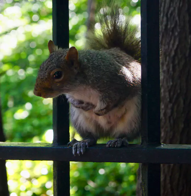 Why Tucker, GA Chooses Tucker Pest Control Pro for Squirrel Removal?