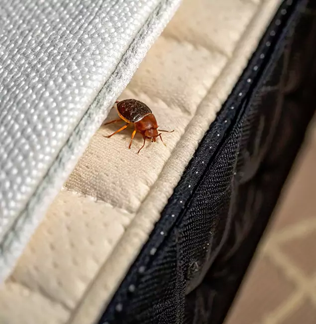 Why Tucker Homeowners Trust Tucker Pest Control Pro for Tick Treatment?