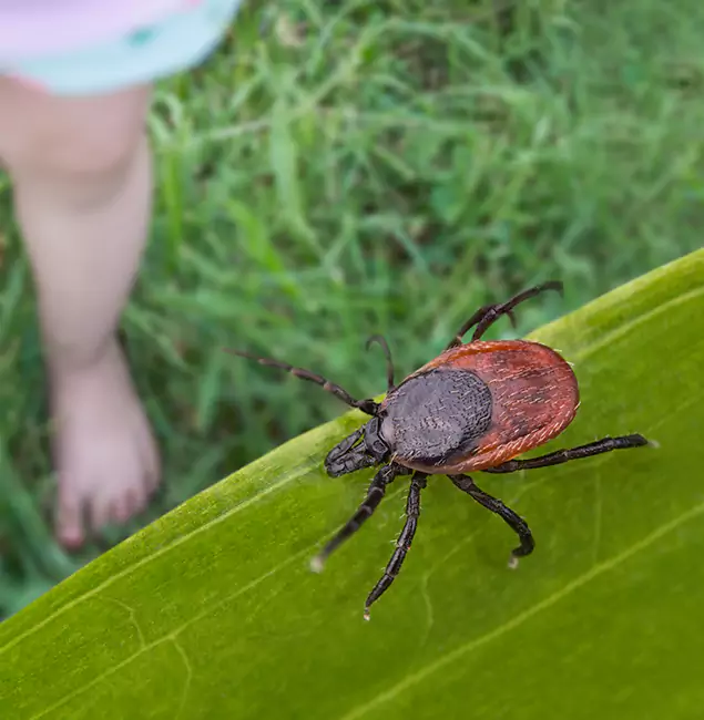 Why Tucker Homeowners Choose Tucker Pest Control Pro for Tick Extermination?