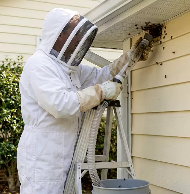 Why Tucker Trusts Tucker Pest Control Pro for Wasp Control?