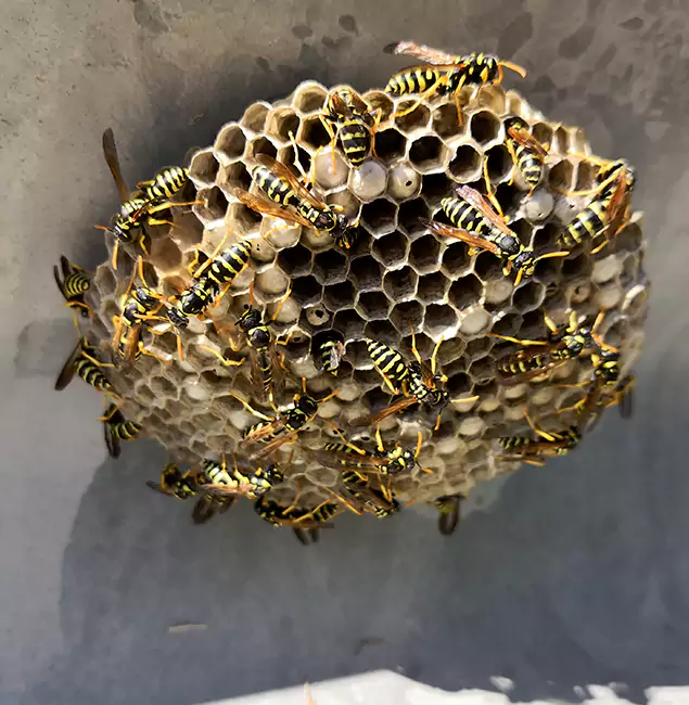 Why Tucker Chooses Tucker Pest Control Pro for Wasp Control Services?