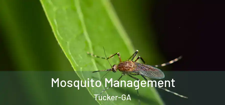 Mosquito Management Tucker-GA