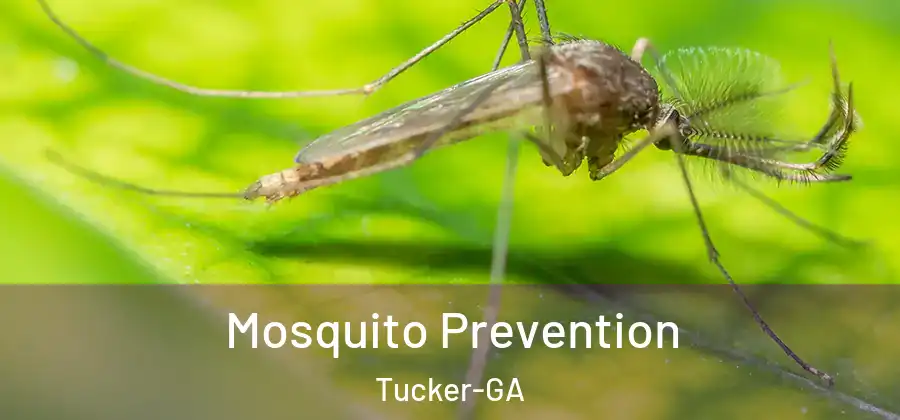 Mosquito Prevention Tucker-GA