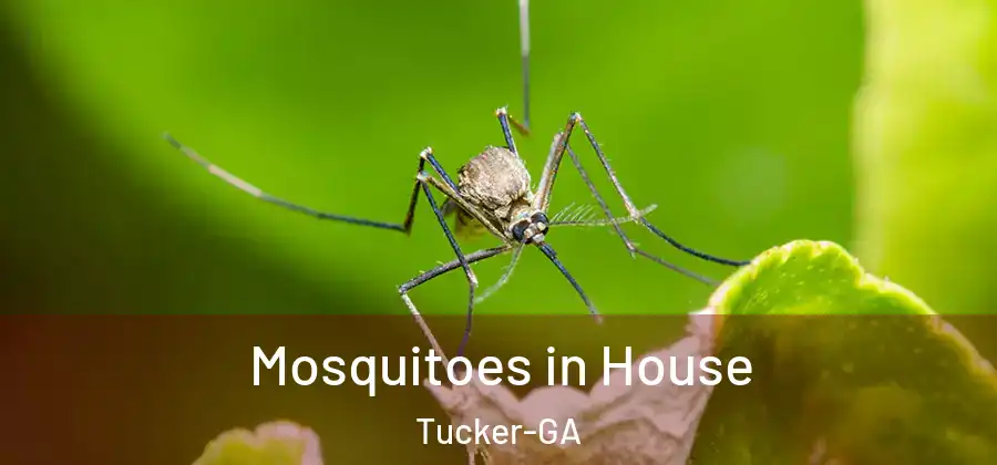Mosquitoes in House Tucker-GA