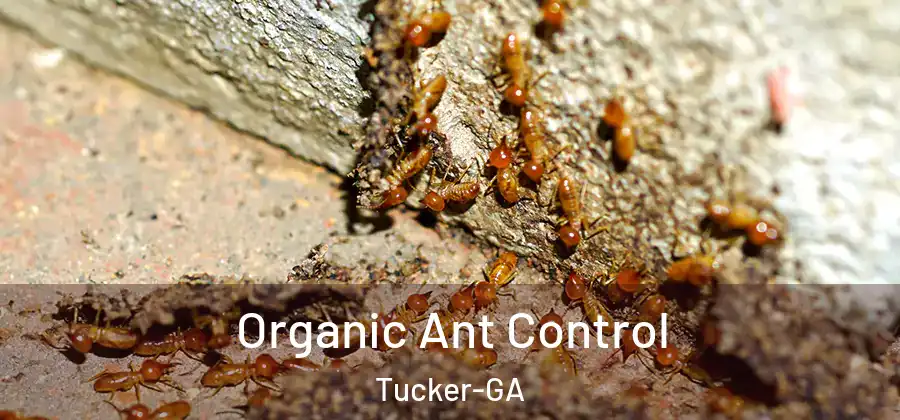 Organic Ant Control Tucker-GA