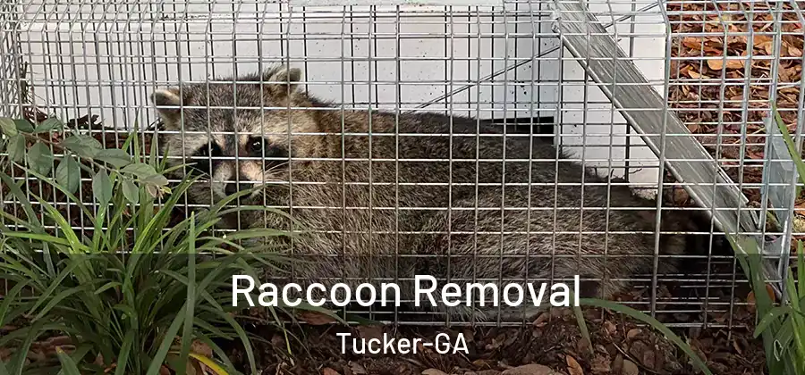 Raccoon Removal Tucker-GA