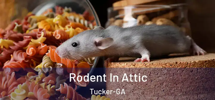 Rodent In Attic Tucker-GA