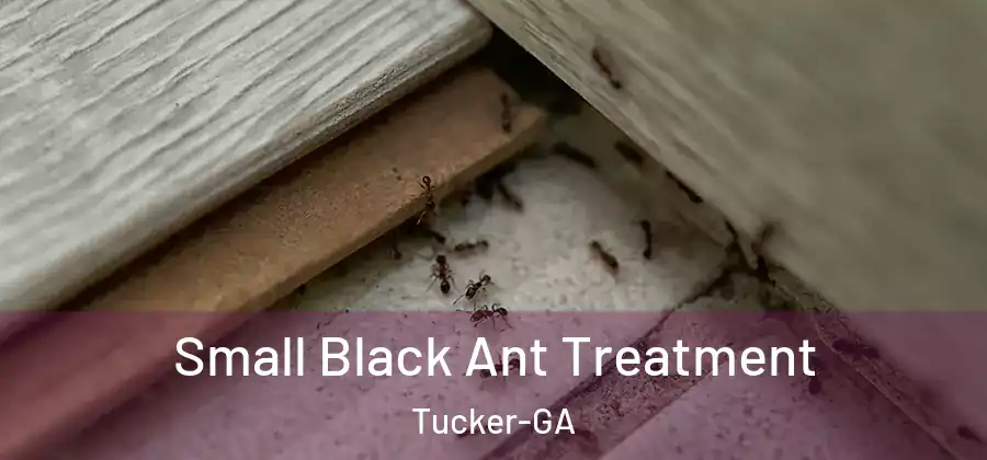 Small Black Ant Treatment Tucker-GA