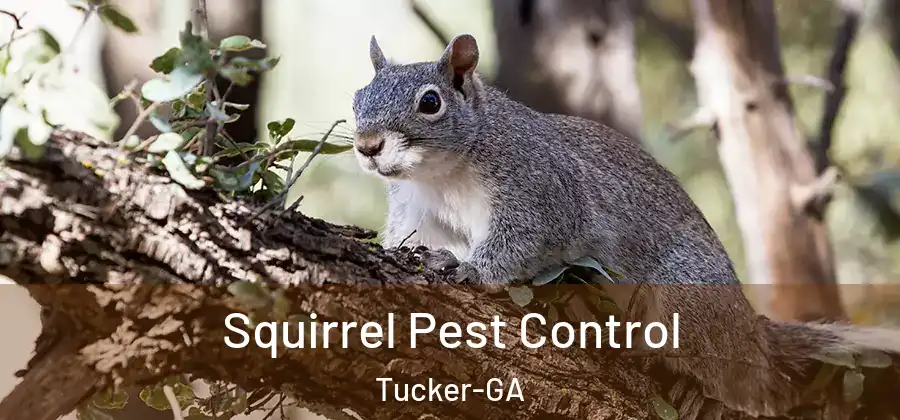 Squirrel Pest Control Tucker-GA