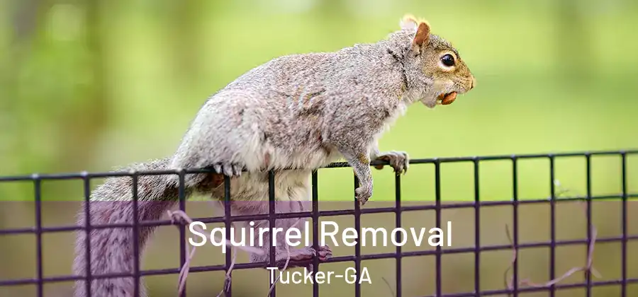 Squirrel Removal Tucker-GA