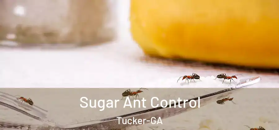 Sugar Ant Control Tucker-GA