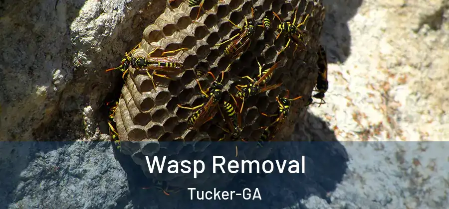 Wasp Removal Tucker-GA